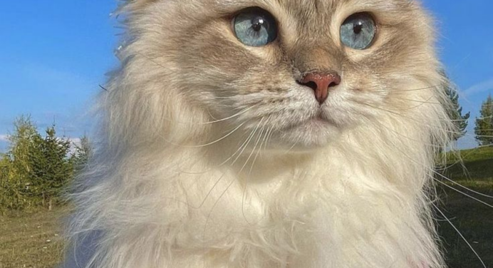 Why Do Cats Purr? Discover the Secret Behind That Sound